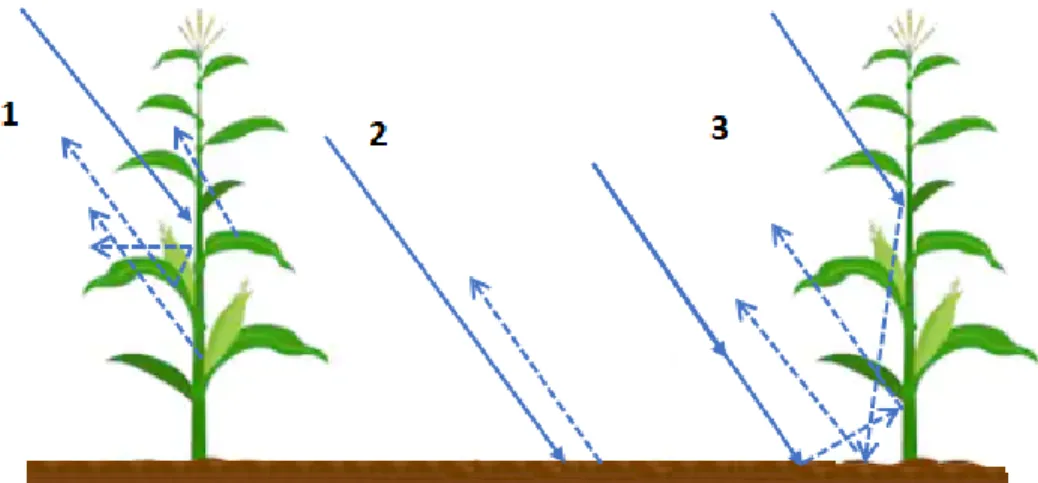 Figure 5 : Principaux mécanismes de rétrodiffusion du signal radar en milieu agricole