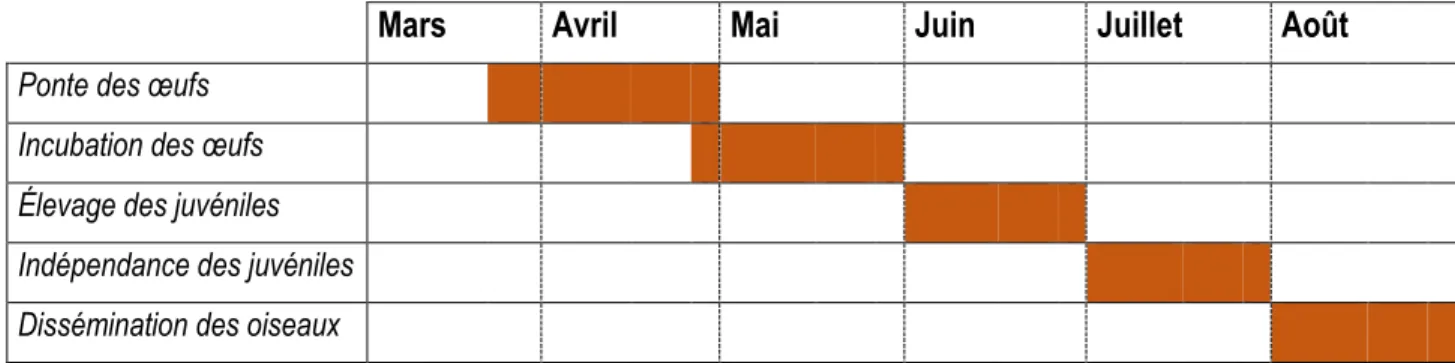 Tableau 1. Calendrier du cycle de nidification du faucon pèlerin. 