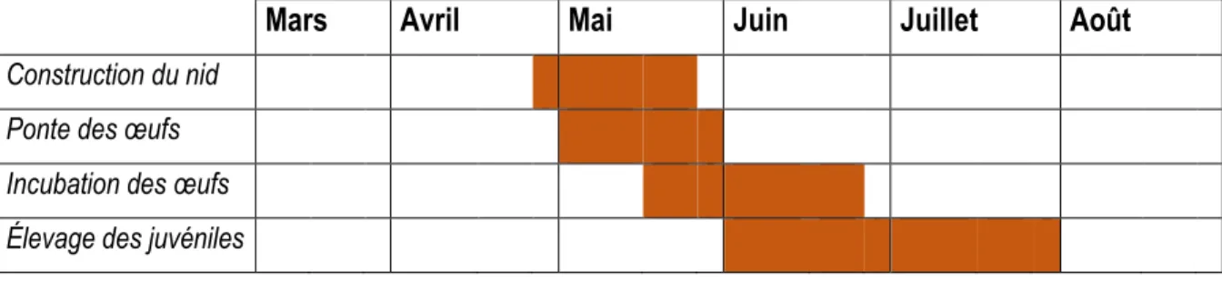 Tableau 2. Calendrier du cycle de nidification de l’hirondelle à front blanc. 