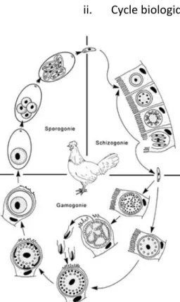 Figure 1 : Cycle biologique d'Eimeria source :  http://eimeria.chez-alice.fr/cycle.html 