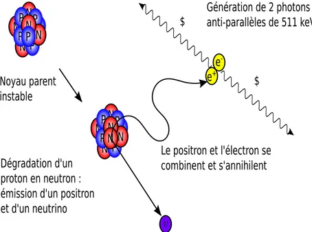 Figure 1.4 – Principe physique derrière la TEP