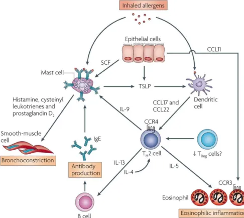 Figure  1.2 :  Les  différentes  cellules  inflammatoires  impliquées  dans  l’asthme