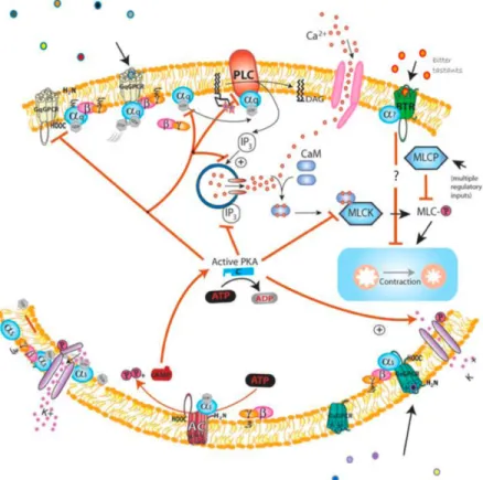 Figure 1.8 : Voies de signalisations intracellulaires qui gouvernent la relaxation des  cellules  musculaires  lisses  par  la  PKA