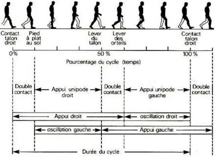 Figure 6. Les divisions du cycle de marche.    25 