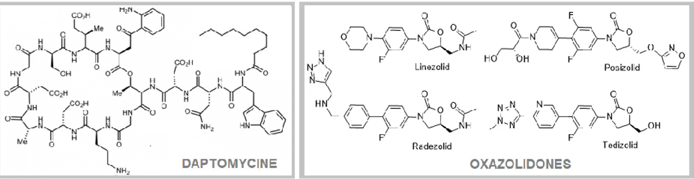 Figure 1. Antibiotiques commerciaux récents de la classe des lipopeptides cycliques (gauche) et des oxazolidones (droite)