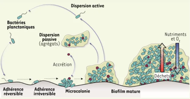 Figure 2. Cycle général de développement du biofilm microbien. Figure tirée de Lebeaux et al