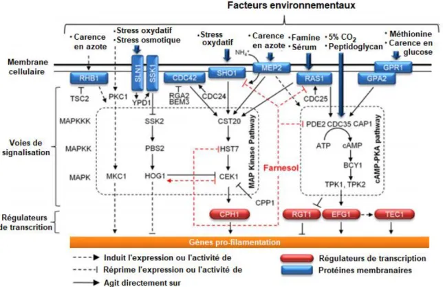 Figure 11. Voies métaboliques induisant la morphogénèse de Candida albicans en réponse à différents facteurs environnementaux et  régulation par le farnesol (rouge)
