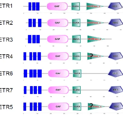 Figure  S1.  Phylogenetic  tree  of  Tomato  ETR.  Phylogenetic  trees  were  constructed  with  the  whole  protein  sequences  using  neighbour  joining  method