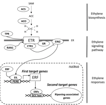 Figure 1. Simplified scheme showing ethylene synthesis and response in tomato. Ethylene synthesis results from the activity of  cyclopropane-1-carboxylic acid (ACC) synthase (ACS) and  1-amino-cyclopropane-1-carboxylic acid oxidase (ACO), which transform S