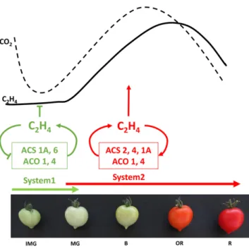 Figure 4. Two different systems of ethylene production operate during fruit development and ripening