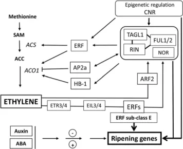 Figure 5. Schematic overview of the multifactor regulatory network involved in ethylene biosynthesis and signaling during fruit  develop-ment and ripening