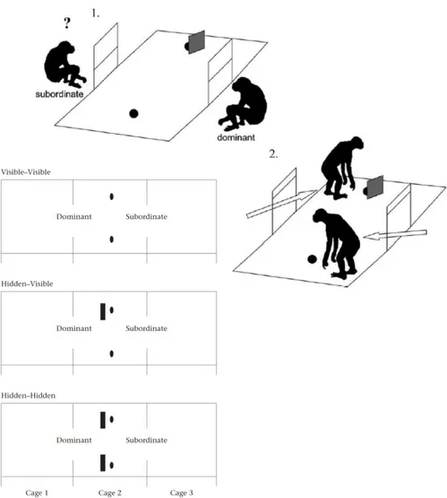 Figure 7 : Procédure expérimentale pour l’étude du perspective-taking visuel chez les  chimpanzés (Hare et al