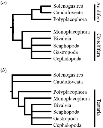 Figure  1 :  Les  deux  principaux  modèles  généraux  de  classification  phylogénétique  des  mollusques : modèle Aculifera (a) et Testaria (b)