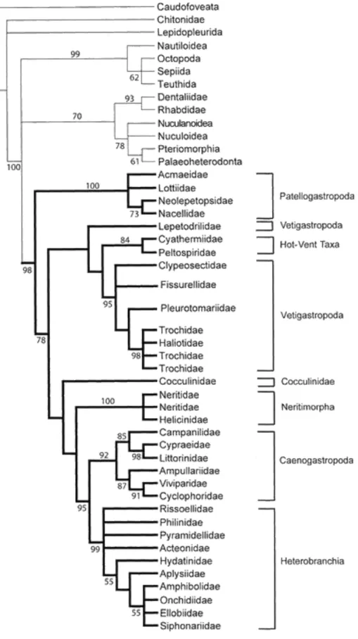 Figure 2 : relations phylogénétiques entre les groupes constituant les gastéropodes, d’après  Aktipis et al