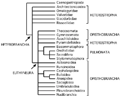 Figure  3 :  Relations  phylogénétiques  au  sein  des  hétérobranches,  établies  à  partir  de  données morphologiques ( d’après Dayrat and Tillier (2002))