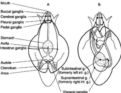 Figure 5 : représentation schématique du phénomène de torsion de la masse viscérale chez  les  gastéropodes  et  de  ses  effets  sur  l’agencement  de  divers  organes