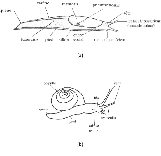 Figure  6 :  morphologie  externe  des  formes  « limaces »  (a)  et  « escargots »  (b),  (d’après  Kerney and Cameron (2006)  et Welter-Schultes (2012))