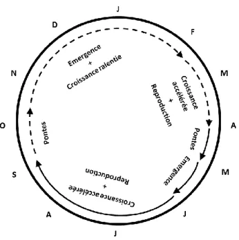 Figure 10 : cycle de développement de D. reticulatum en région tempérée, présentant deux  générations dans l’année