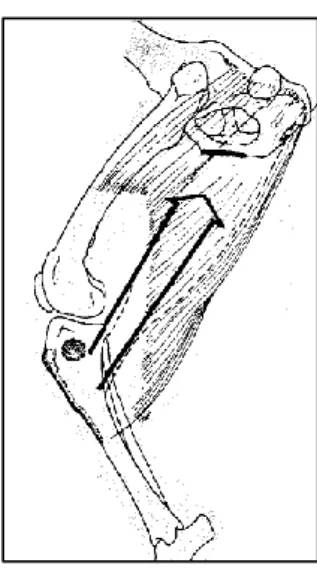 Figure 8 : Traction postérieure exercée par les muscles de l’arrière de la cuisse sur le tibia   26 