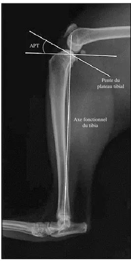 Figure 15 : Méthode de mesure de l’APT conventionnelle sur un tibia de chat   56 