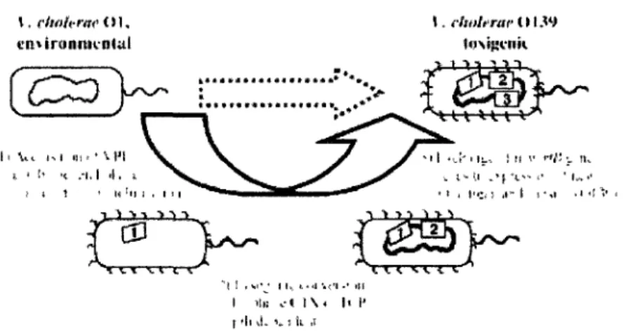 Figure 4. Évolution de V. cholerae vers la pathogenicite par transfert horizontal de  gènes, image tirée de Reidl et Klose (2002)