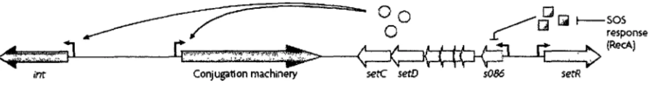 Figure 7. Régulation des ICE de la famille SXT/R391. La réponse SOS médie  l'autoprotéolyse de SetR via la protéine RecA activée, levant la répression de SetR sur  l'opéron des gènes d'activation setCD