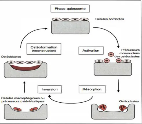 Figure  III-4 :  Représentation  schématique  des  différentes  phases  du  cycle  de  remodelage  osseux [De Vernejoul, 1993]