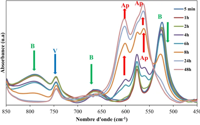 Figure II-18 : Evolution en fonction du temps des spectres d’absorption infrarouge du  ciment de référence dans le domaine (450-850 cm -1 )