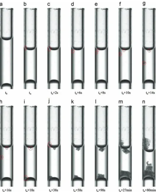 Fig. 3. Series of pictures obtained by ombroscopy showing the sodium chloride crystal growth in the tube