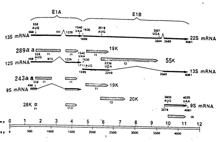 Figure 1:  Structure et produits des gènes transfonnants Ela et Elb del' Ad2. 