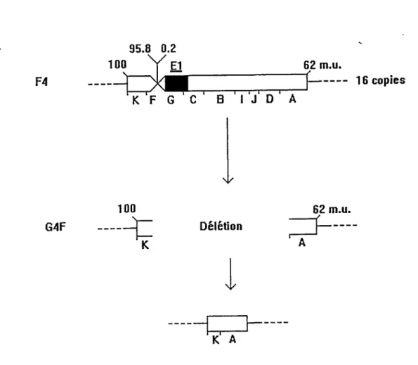 Figure 3:  Délétion dans l' ADN de Ad2 intégré dans  la  lignée cellulaire G4F. 