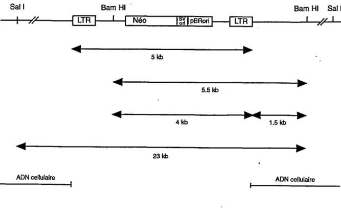 Figure 10:  Stratégie  de  clonage  des  séquences  flanquantes  au  site  d'intégration  du  rétrovirus ZipNéoSV(x) dans les cellules T-G2SVx