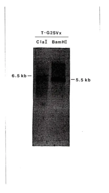 Figure 11:  Analyse  de  Southern de  l'ADN des cellules T-G2SVx  digéré  par Clal et  BamHI