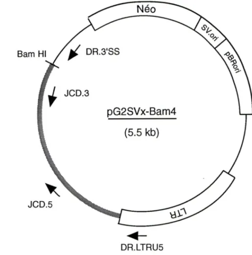 Figure  12:  Carte du  plasmide pG2SVx-Bam4. 
