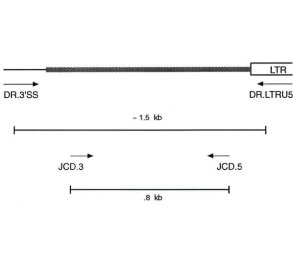 Figure 13:  Représentation schématique des produits de PCR sur l' ADN de  pG2SVx- pG2SVx-Bam4