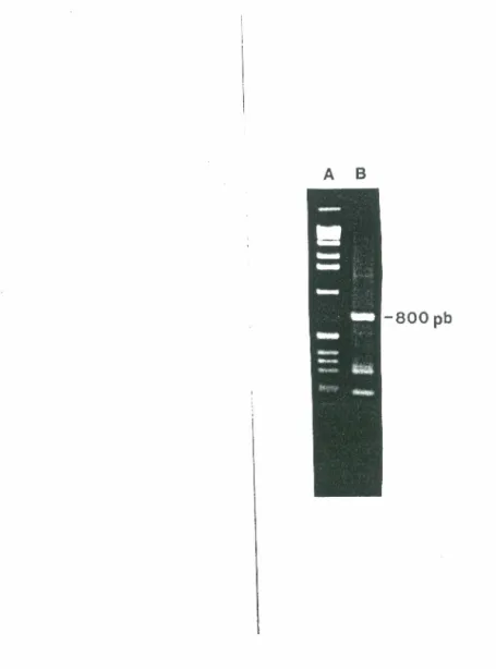 Figure 14:  Amplification  de  la jonction  cellulaire  de  T-G2SVx  flanquante  au  site  d'intégration du rétrovirus à partir du plasmide pG2SVx-Bam4