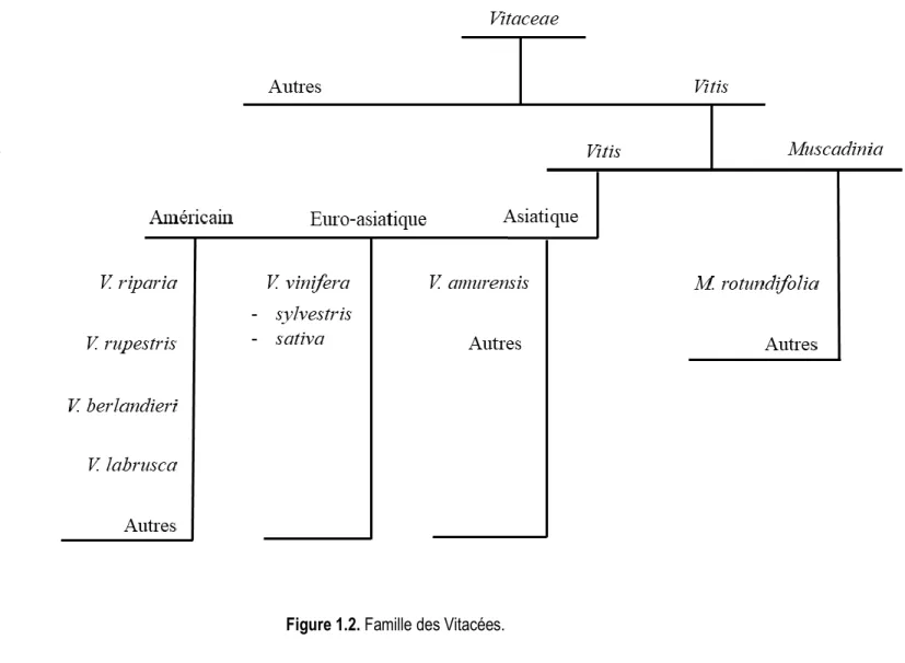 Figure 1.2. Famille des Vitacées. 