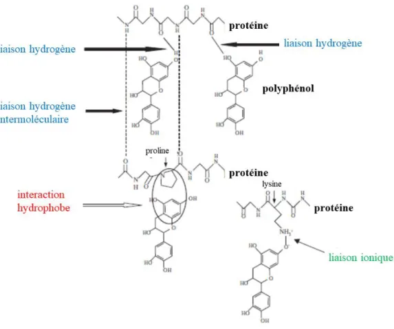 Figure  1.8.  Les  différents  mécanismes  potentiels  d'interactions  entre  polyphénols  et  protéines  (d’après  (Le  Bourvellec &amp; Renard, 2012)
