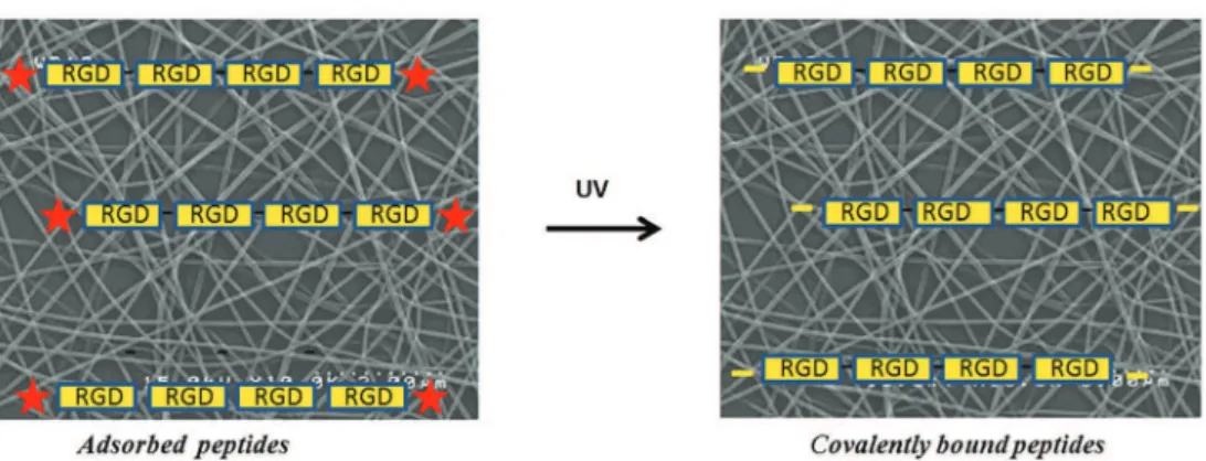 Figure 1. Schematic representation of covalent grafting of photoreactive peptide N 3 RGD to electrospun scaffold surfaces