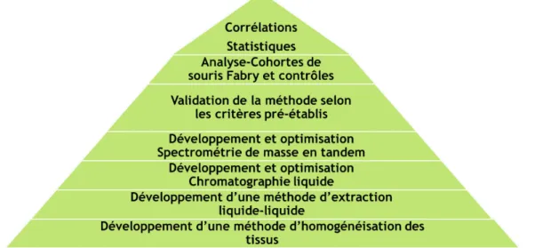 Figure 1. Étapes du projet de maîtrise.  