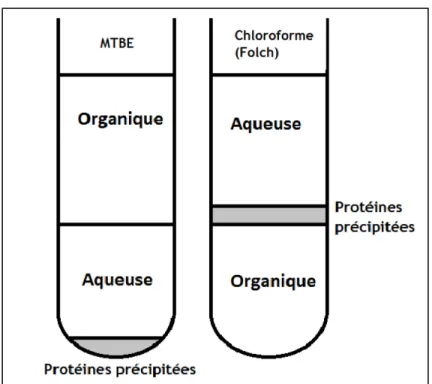 Figure 7. Schéma montrant les différentes phases selon la méthode d’extraction des  tissus au chloroforme et celle au méthyl tert-butyl éther (MTBE)