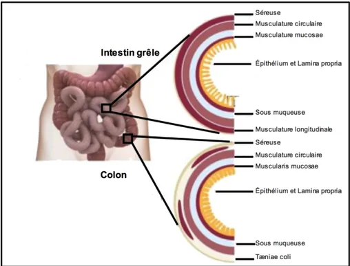 Figure 1-2. Structure cellulaire des intestins. Modifiée à partir de Jonathan C Howell and  James M Wells; 2011 (14)