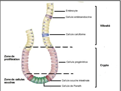 Figure 1-3. Génération de l’épithélium intestinal à partir des cellules souche .  Modifiée à  partir de Jonathan C Howell and James M Wells, 2011 (14)