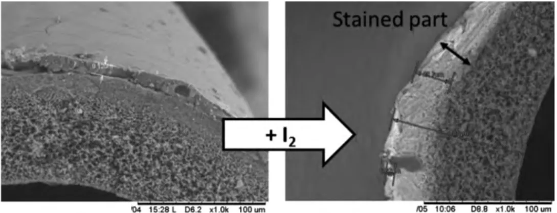 Figure 9. SEM image of cross section with e dense and e depth .