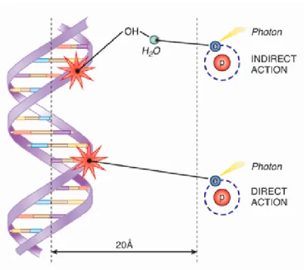Figure 0.1 – The direct and indirect effects of photon beams on DNA, image from [3].