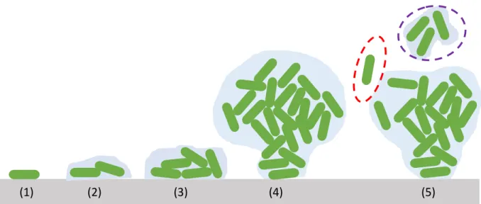 Figure 1.1. Depiction of typical stages of biofilm formation. (1) Transport and initial attachment of microbes to a  molecular conditioning layer, (2) irreversible adhesion or attachment mediated by small amounts of EPM (blue), (3)  formation of microcolon