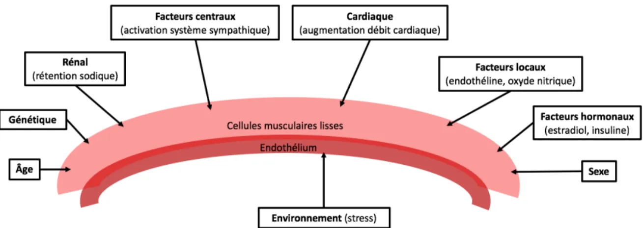 Figure 4 : Représentation schématique des différents mécanismes physiopathologiques responsables  du développement de l’hypertension artérielle