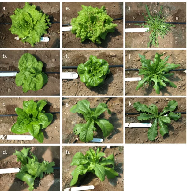 Figure 1.1: Variation morphologique de la laitue. a-h L. sativa types cultivés a Batavia, b  Butterhead,  c  Romaine,  d  Crisp/Iceberg,  e  Cutting/leaf,  f  Latin,  g  Oilseed,  h  Stem/stalk,  i-k  sauvages Lactuca species