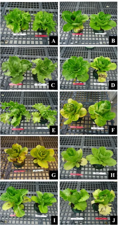 Figure 2.1: Photographs of the 10 lettuce cultivars infected with Xanthomonas campestris  pv