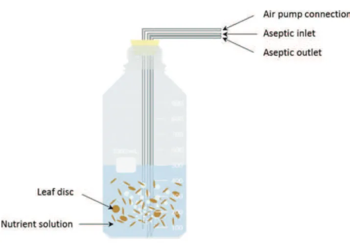 Fig. 1 Laboratory microcosm designed to simulate stream condi- condi-tions and used to inoculate and grow aquatic fungi axenically on leaf discs